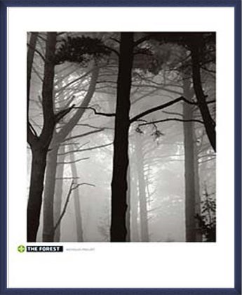 額装済/森林/ニコラス パブロフ Amazon.co.jp: ポスター ニコラス パブロフ 森林 額装品 ウッド